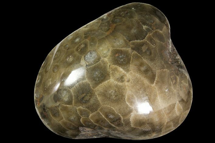 Polished Petoskey Stone (Fossil Coral) - Michigan #156122